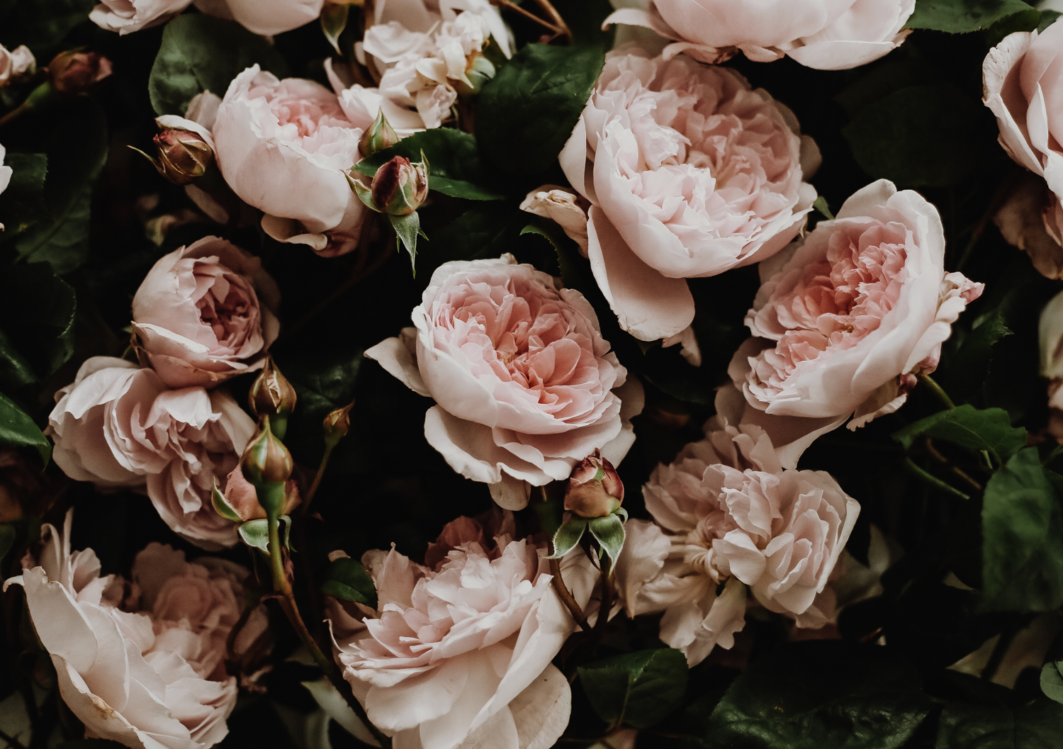 Garden Roses III by Kara Hynes